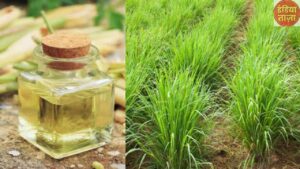 Business Idea: आपको मालामाल कर देगी इस घास की खेती, कम पैसे लगाकर फटाफट करें शुरू