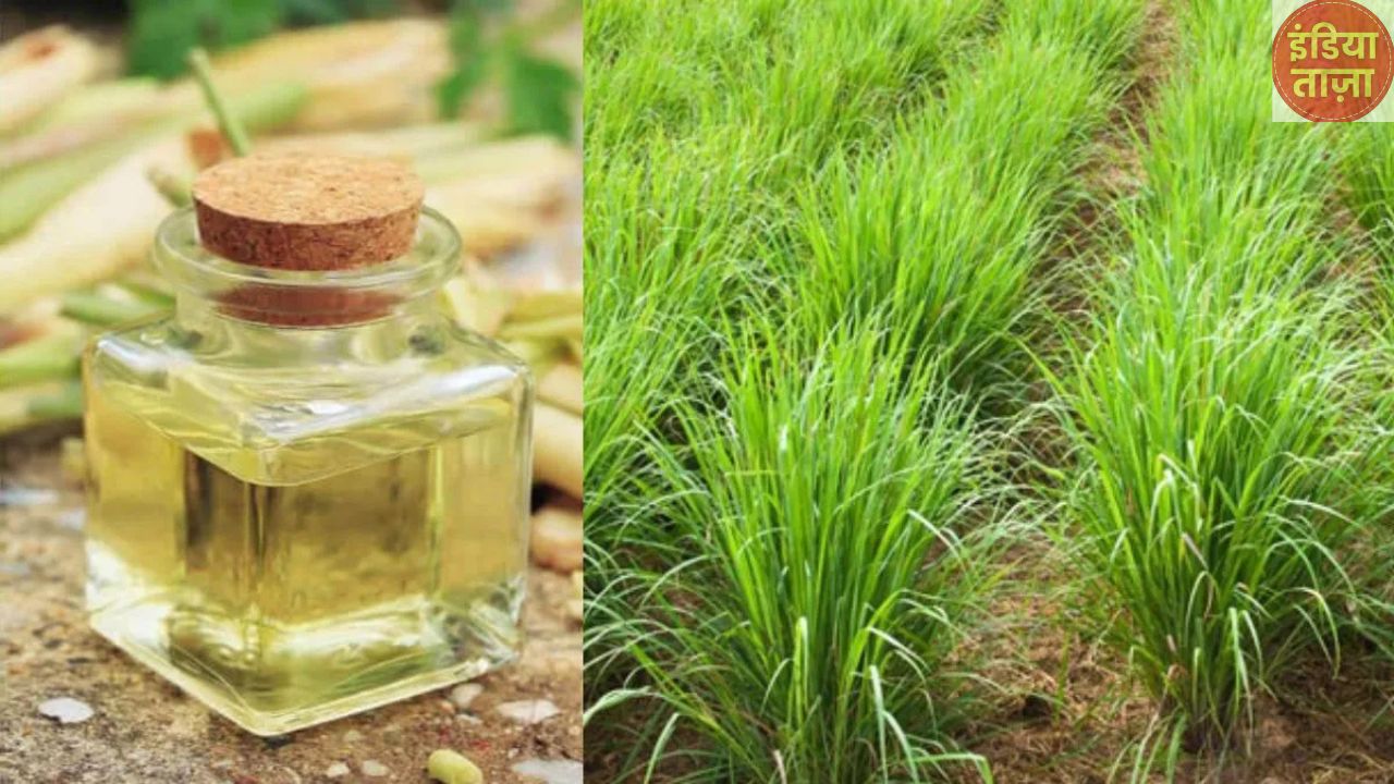 Business Idea: आपको मालामाल कर देगी इस घास की खेती, कम पैसे लगाकर फटाफट करें शुरू